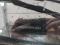 preview Volvo V60 #5