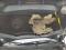 preview Volkswagen T-Roc #4